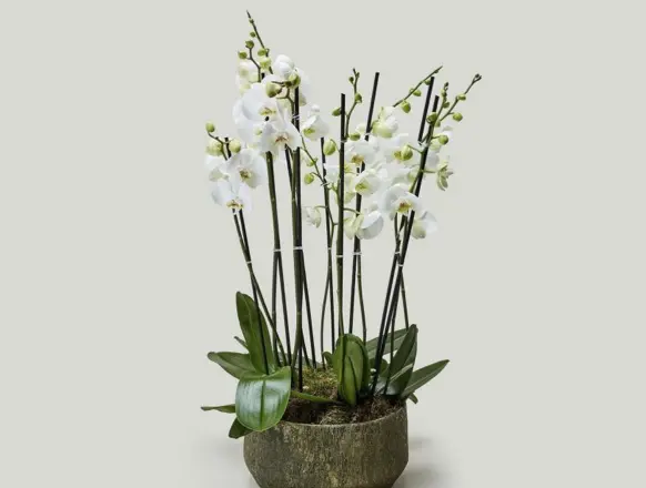 Indoor plants collection