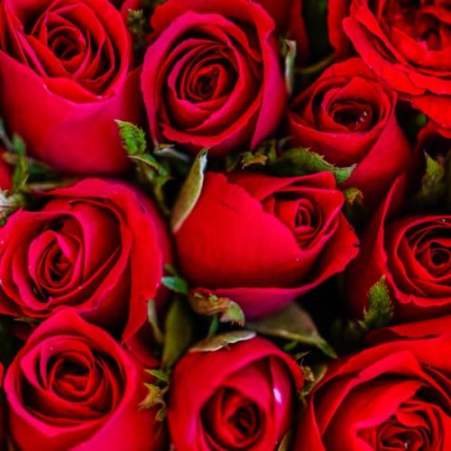 Red Roses